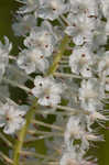 Osceola's plume <BR>Death camas <BR>Crow poison